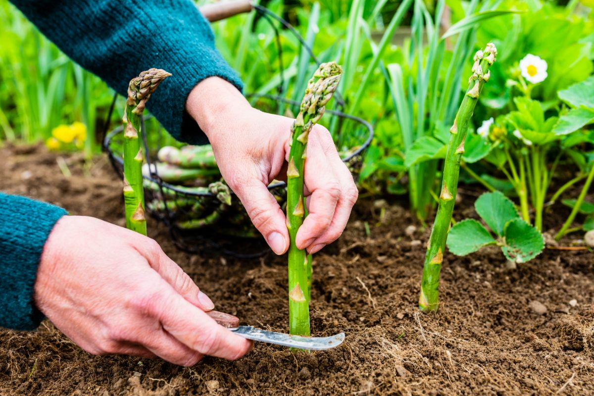 A gardener cutting asparagus spears