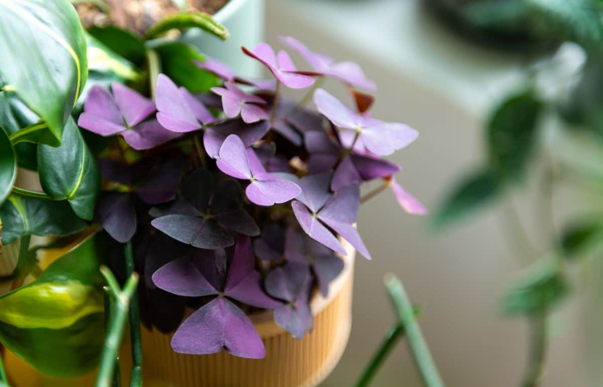 close up of purple oxalis with shamrock-like leaves