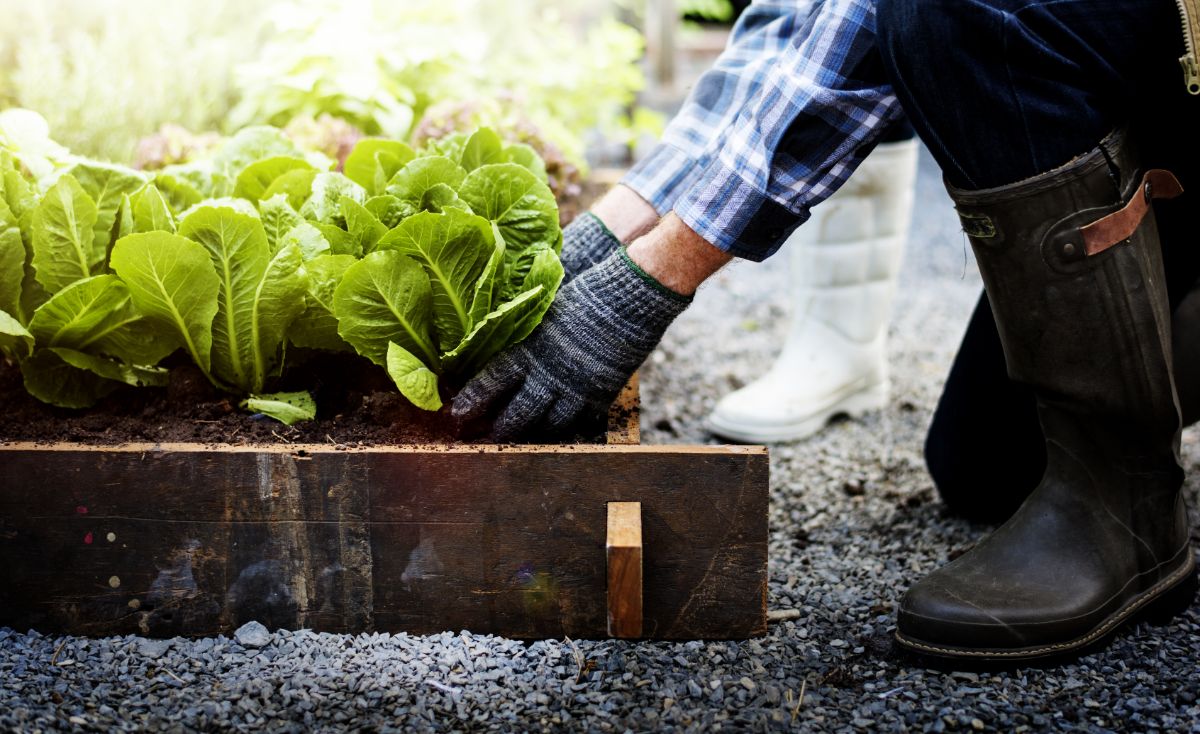 A grower pulling lettuce in a raised bed