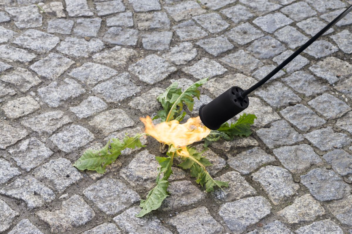 A flame weeder selectively killing garden weeds