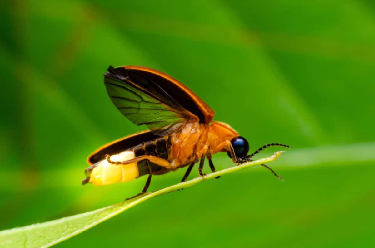 A beneficial parasitic wasp in the garden