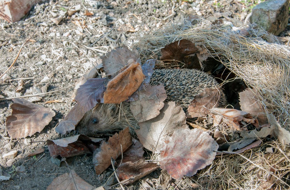 A hedgehog camouflaged in dried grass and leaves.