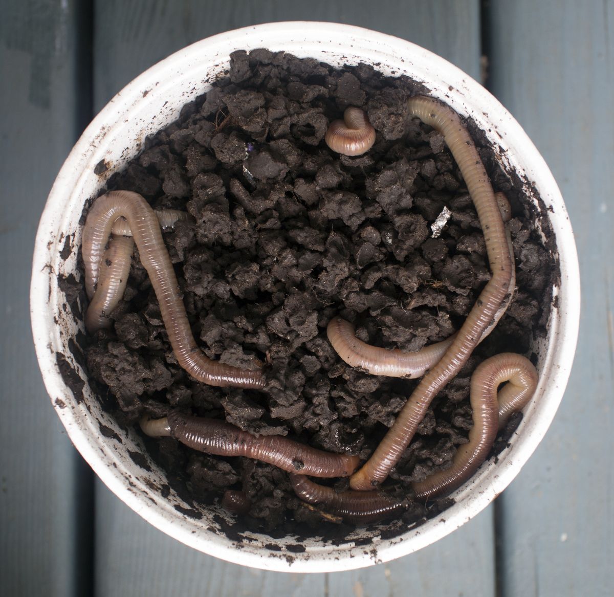 Worms and worm castings in a DIY in-ground bucket compost bin