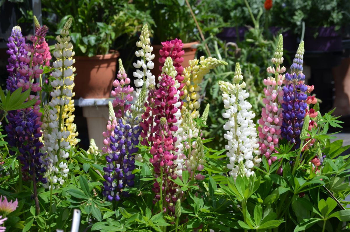 Mixed color lupines in an entryway garden