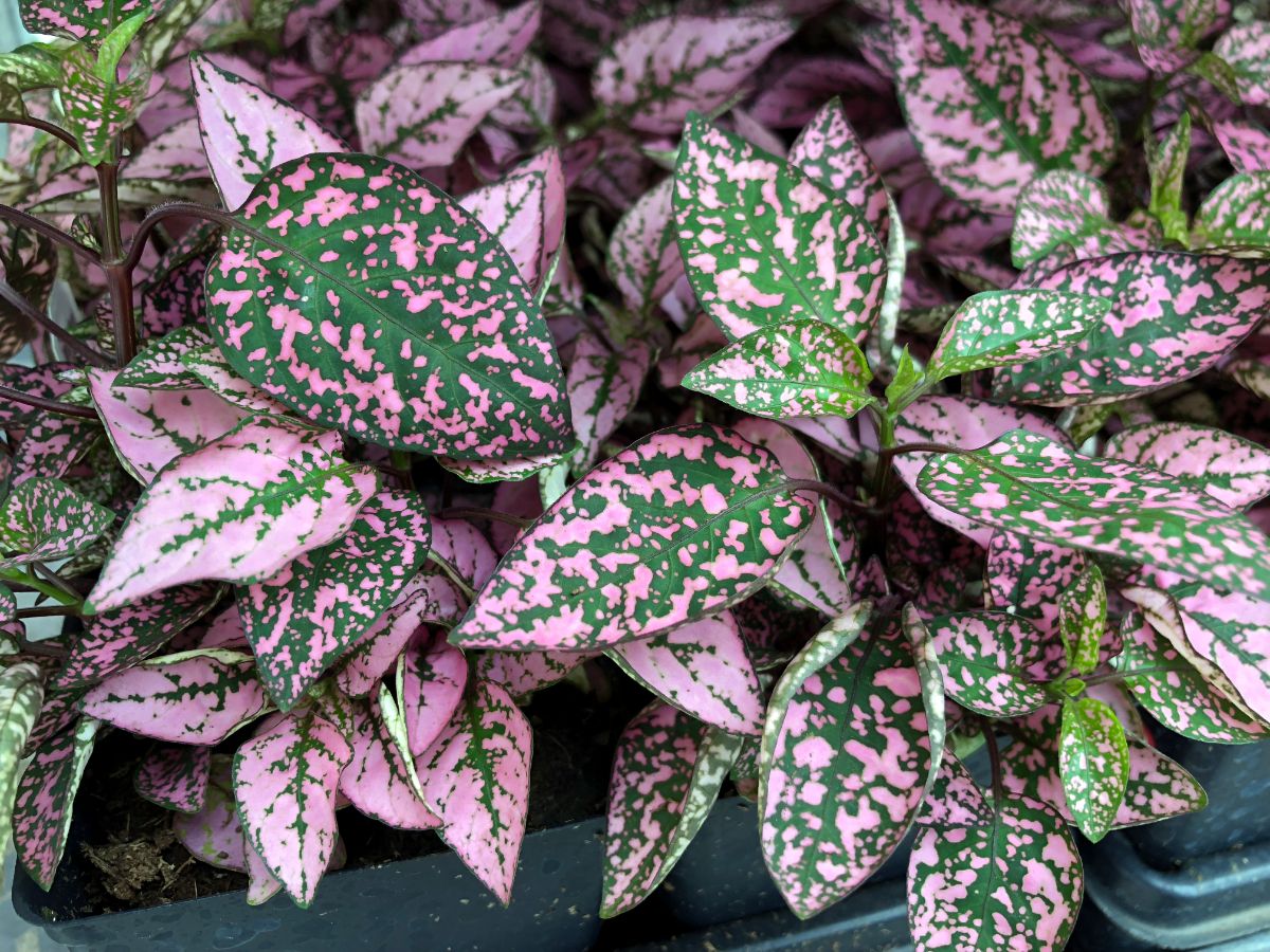 bright pink splashed foliage of polka dot plant