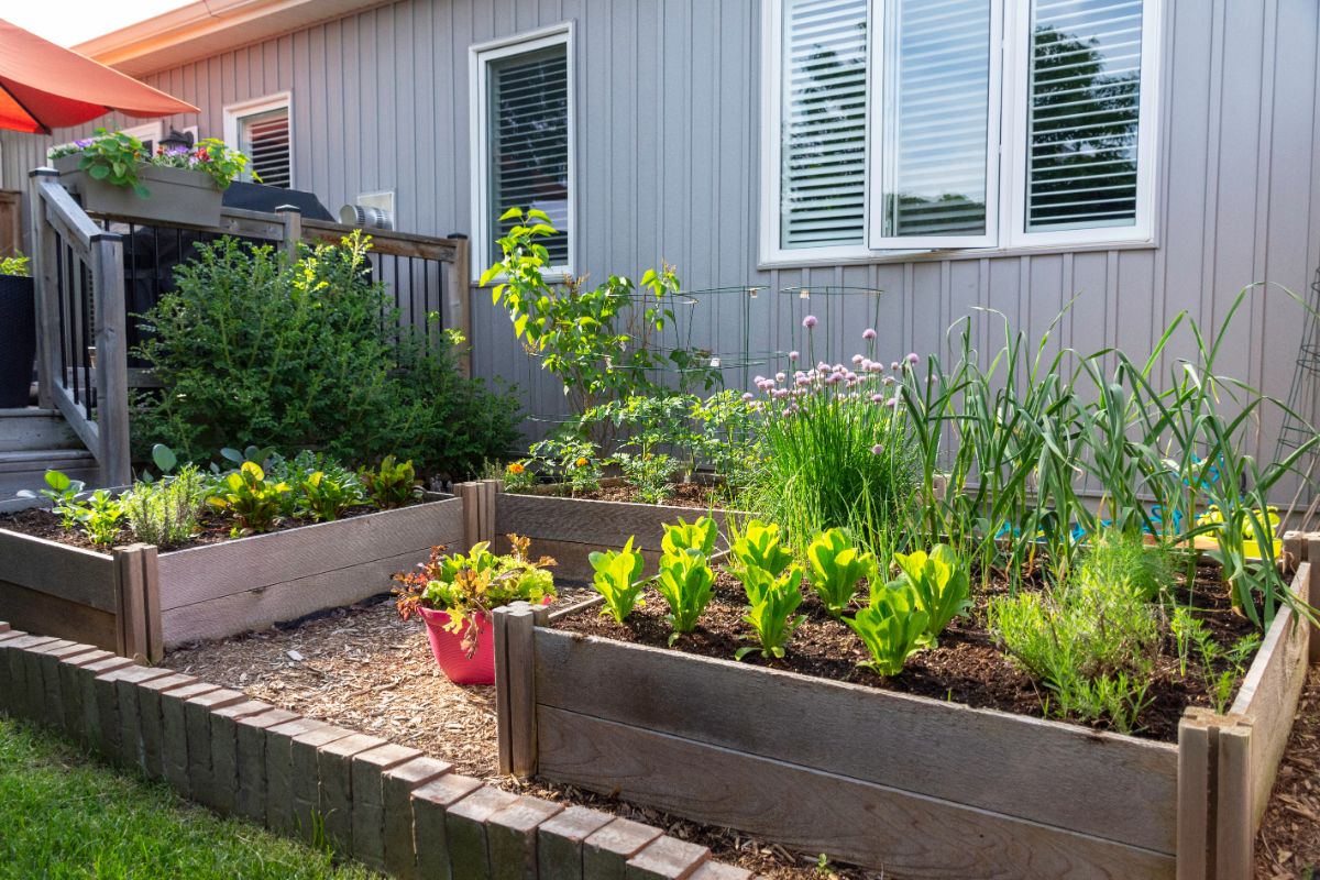Clean, maintained raised garden beds