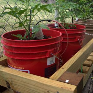 Red buckets used as tomato planters.