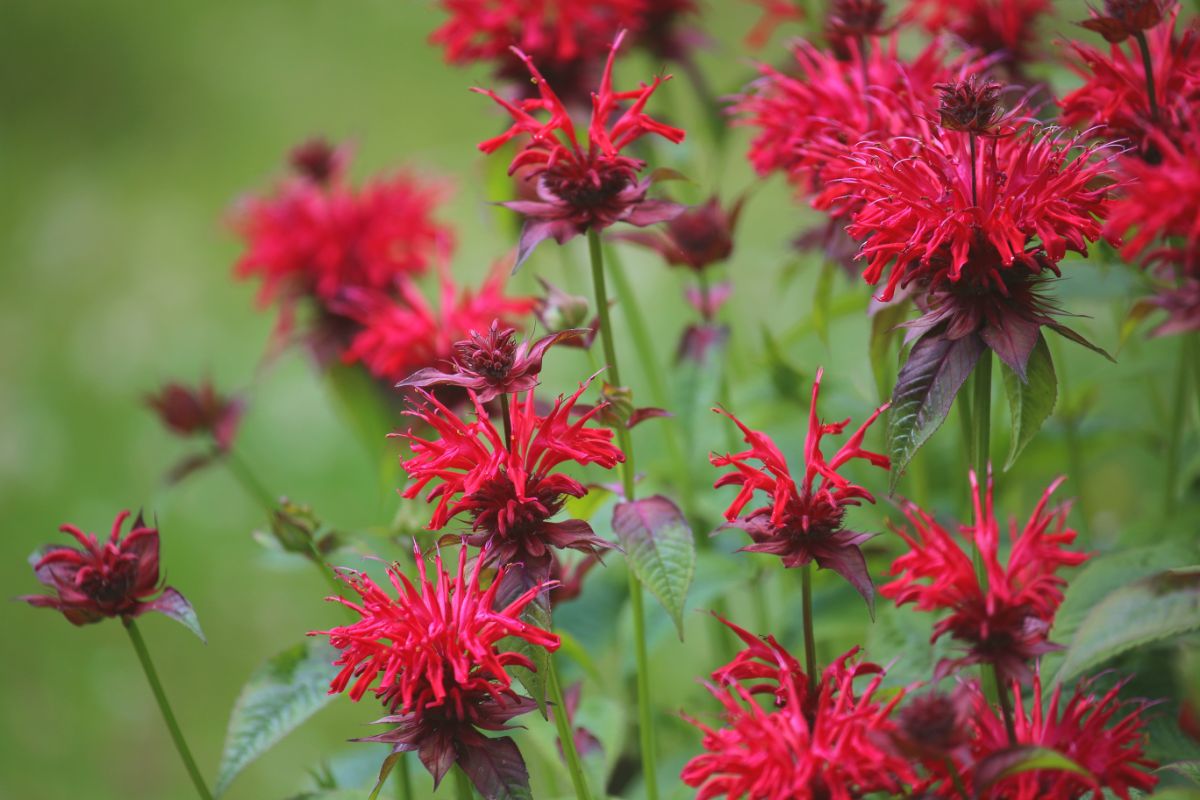 Red flowering bee balm for a front porch plant