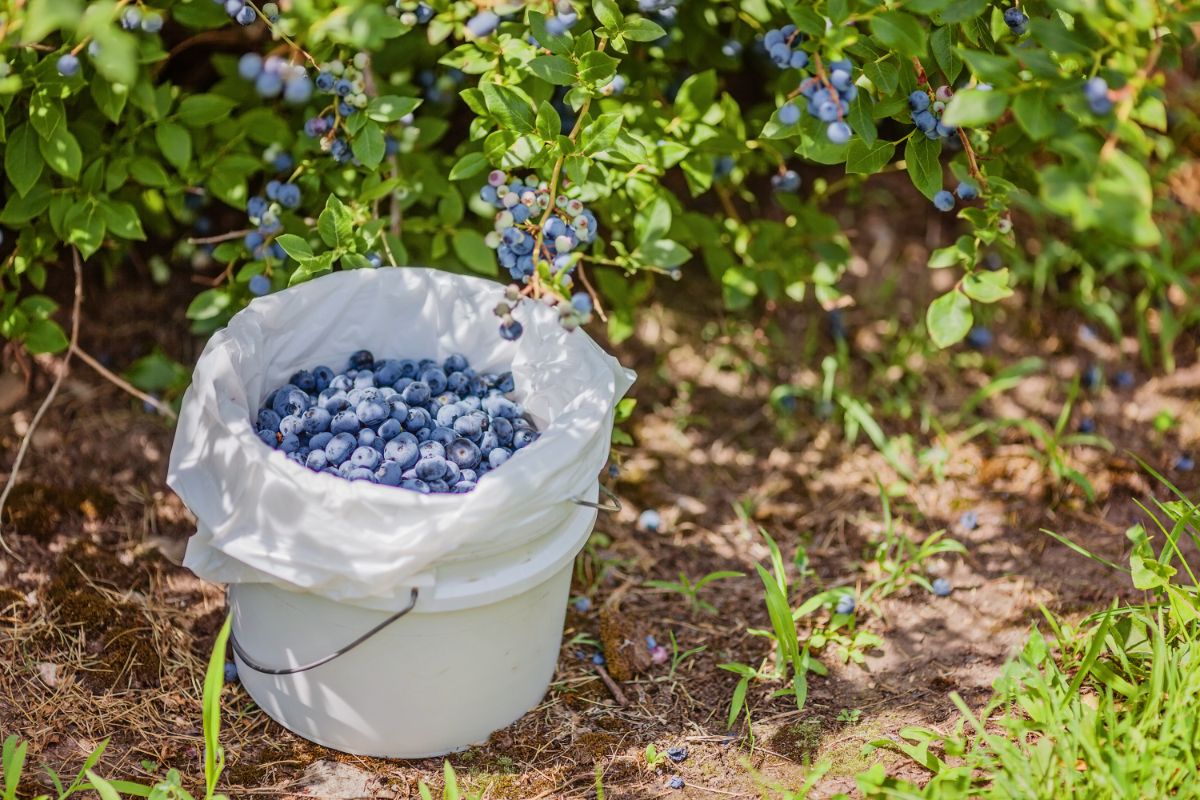 A bucketful of fresh-picked blueberries