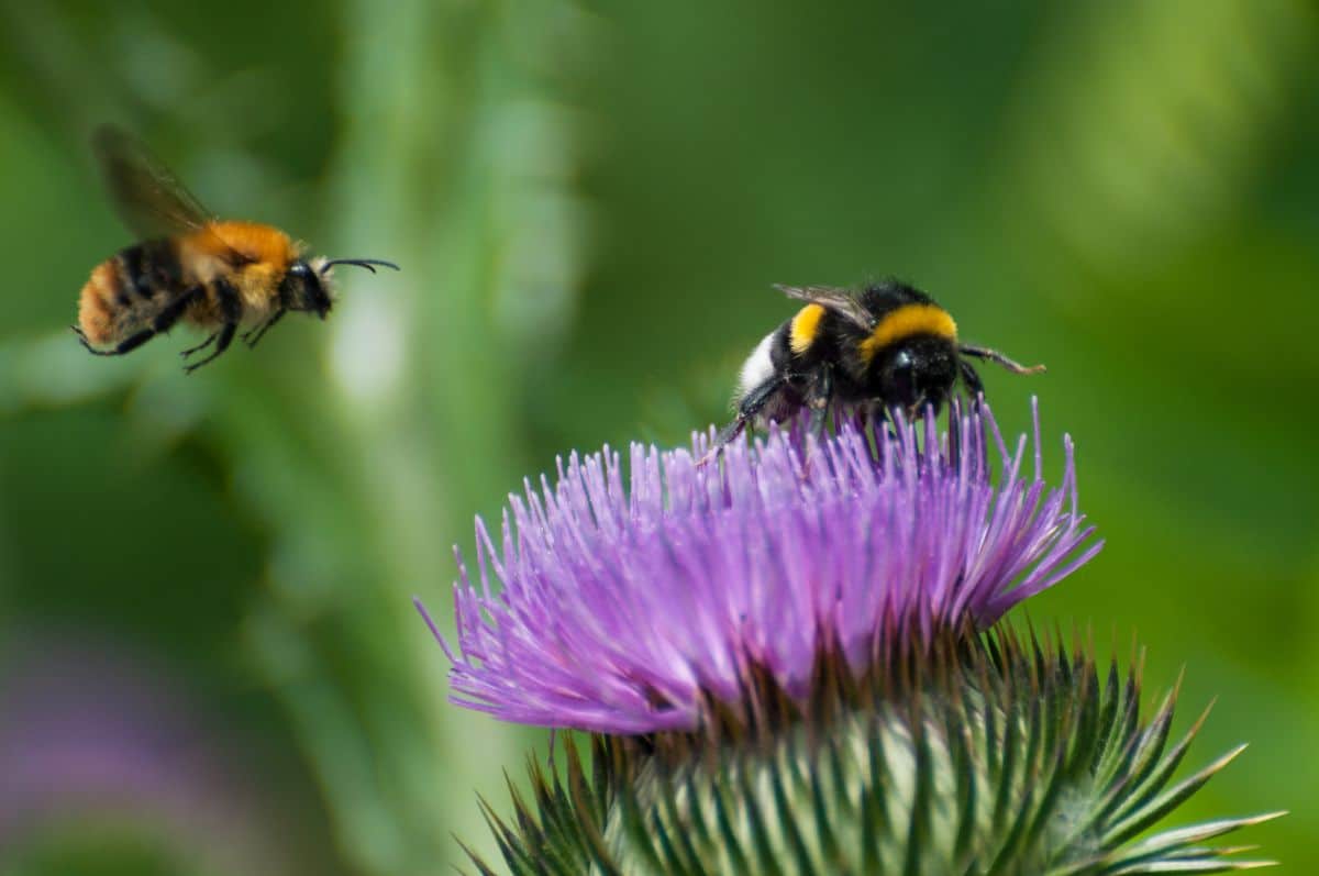 Bees collecting pollen on a thistle plant