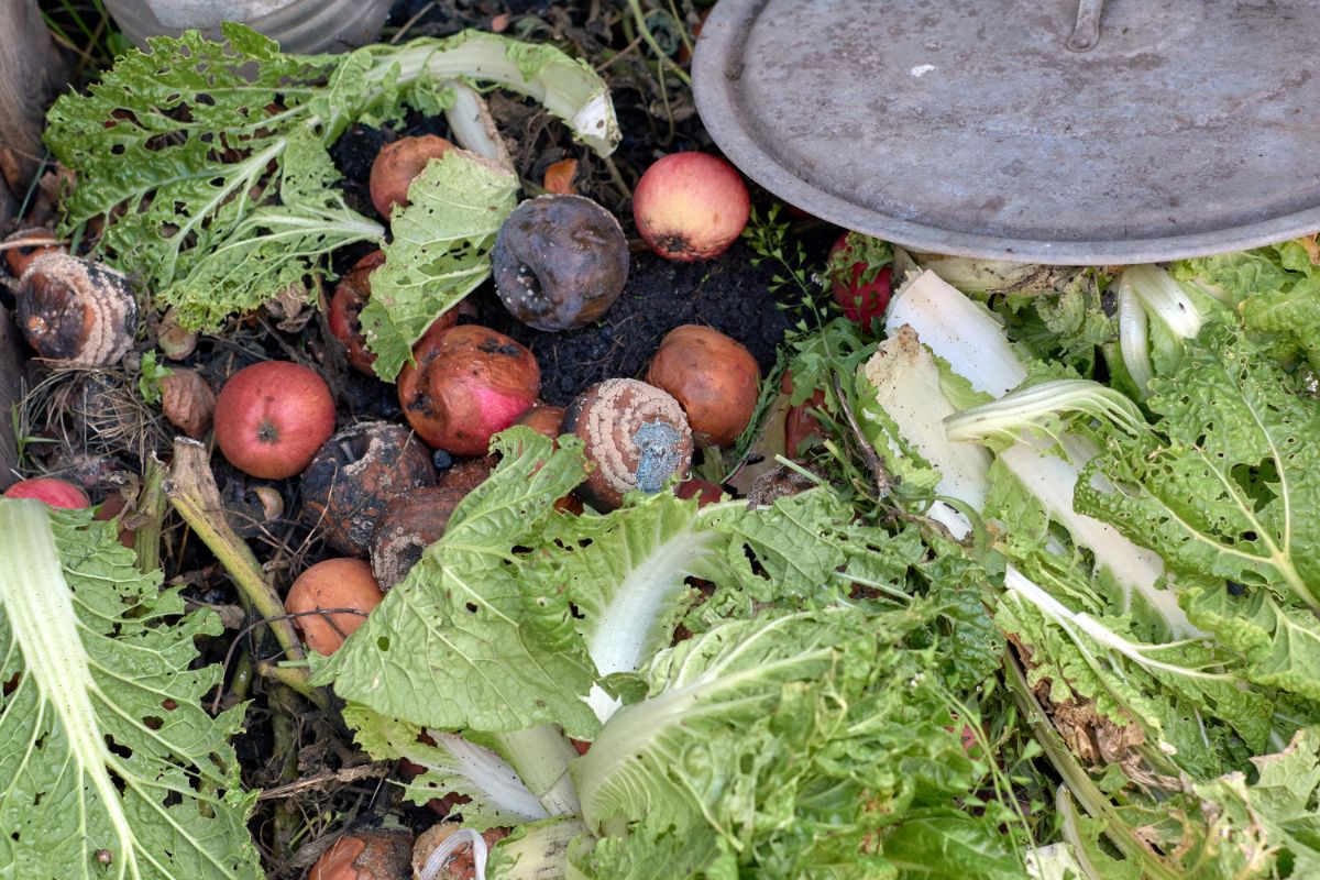 Rotting food waste in a Bokashi compost setup