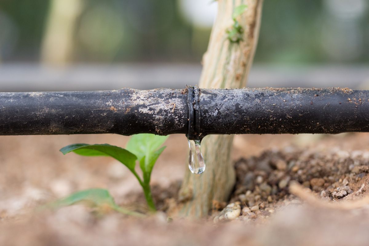 Closeup of water dripping from a dripline irrigation system