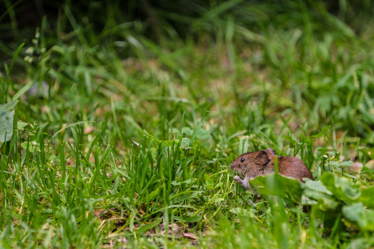 A vole behind a weed in a garden
