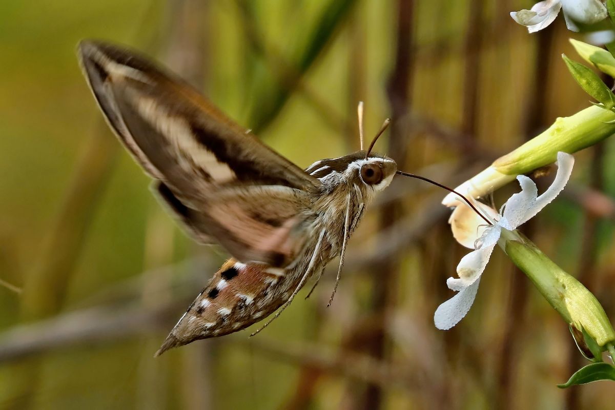 A brown hawk moth feeding on a flower