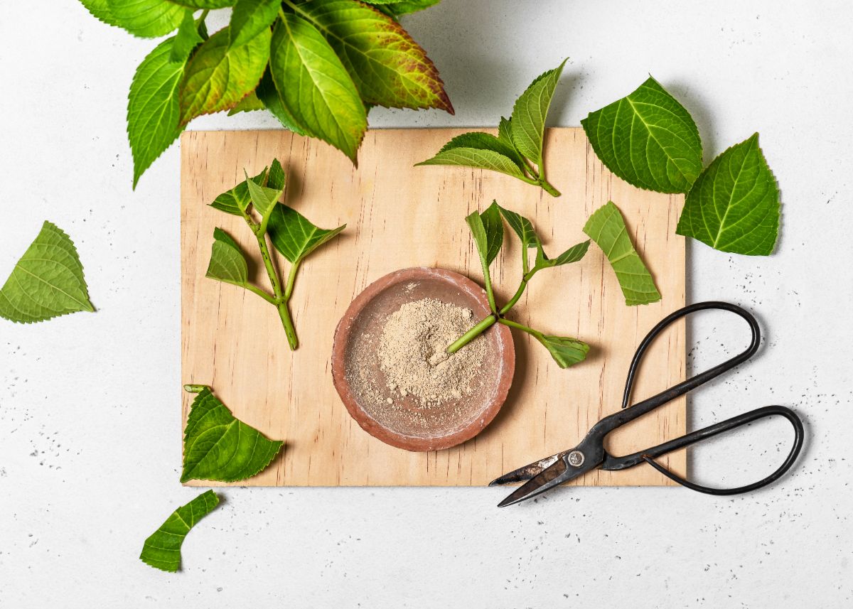 Pair of plant scissors with hydrangea cuttings and rooting hormone