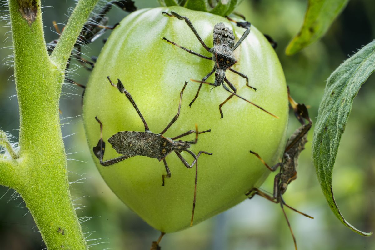 An infestation of leaf-footed bugs on a tomato