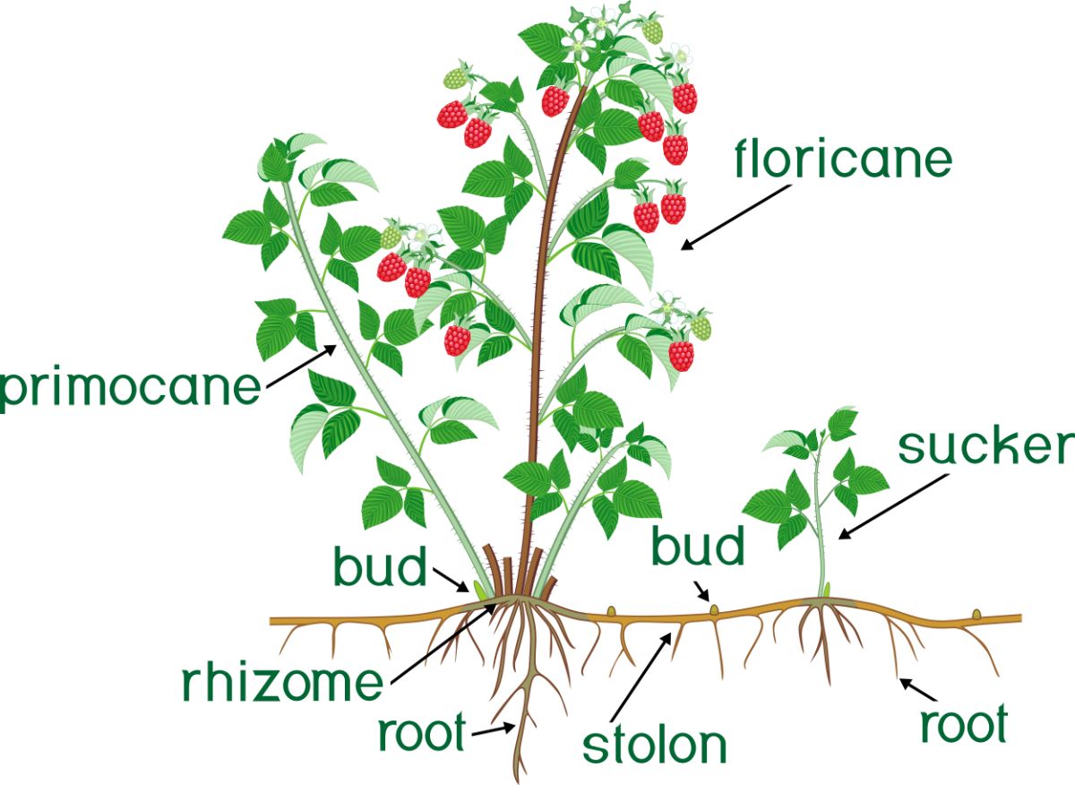 Graphic showing the different parts of the raspberry plant and how it spreads