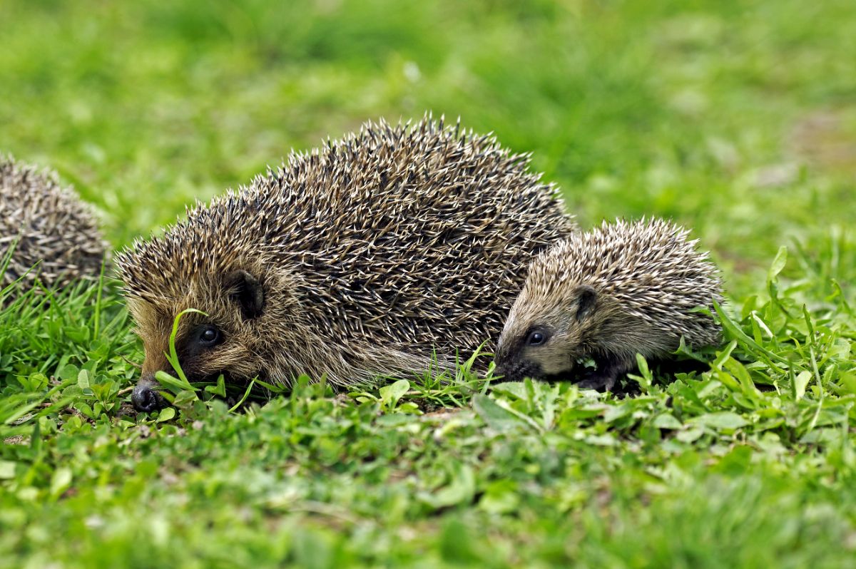 A family of hedgehogs in the garden