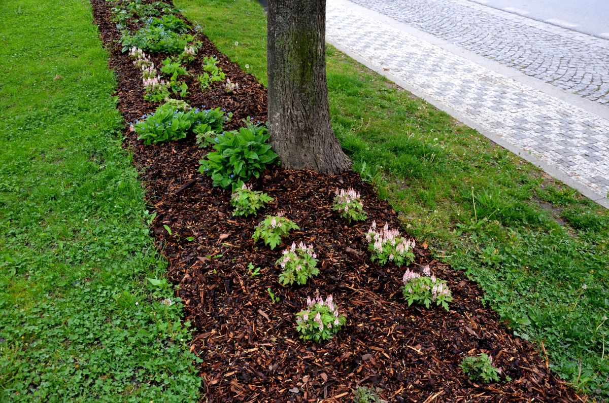 A mulched landscape bed that can be mowed from the edges