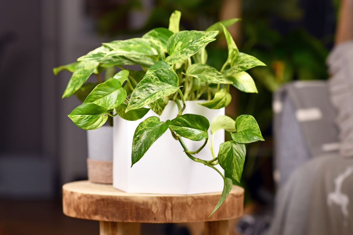 Potted pothos plant on a stool in a bathroom