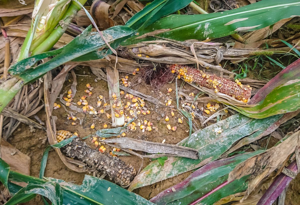 Flattened, eaten ears of corn from deer damage