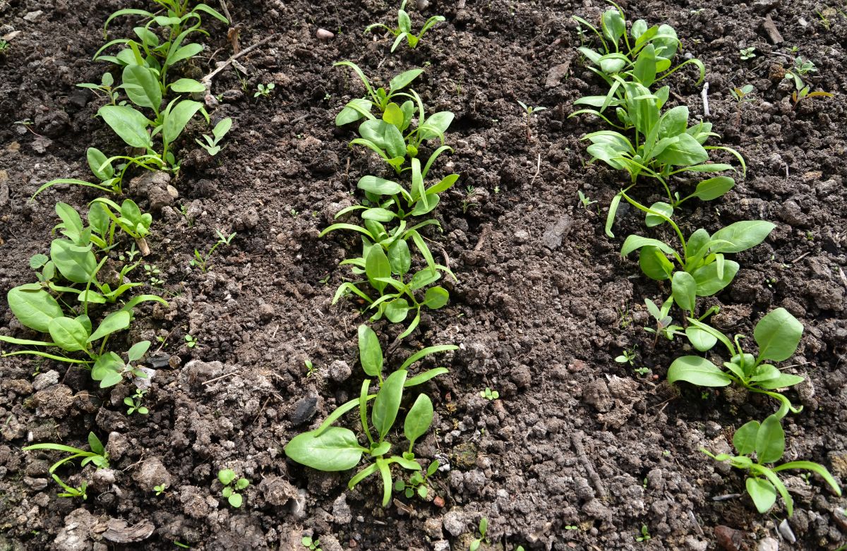 Baby spinach seedlings in a row in a garden bed