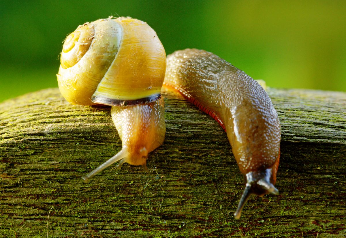 A slug and a snail crawling over the edge of a log