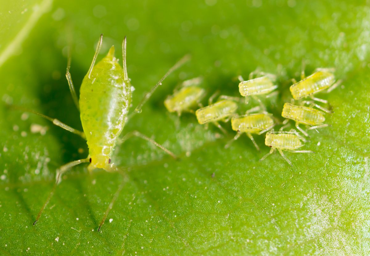 Green aphids close up on a plant