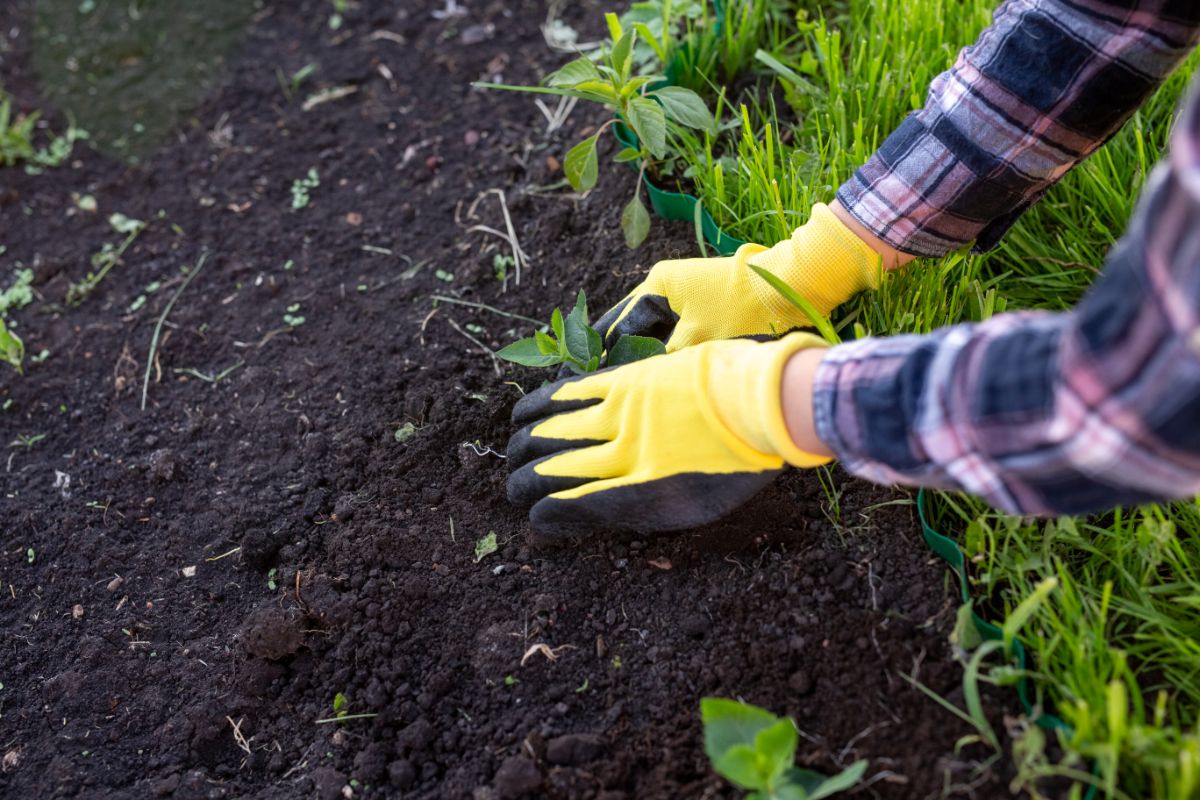 A gardener planting plants in composted soil
