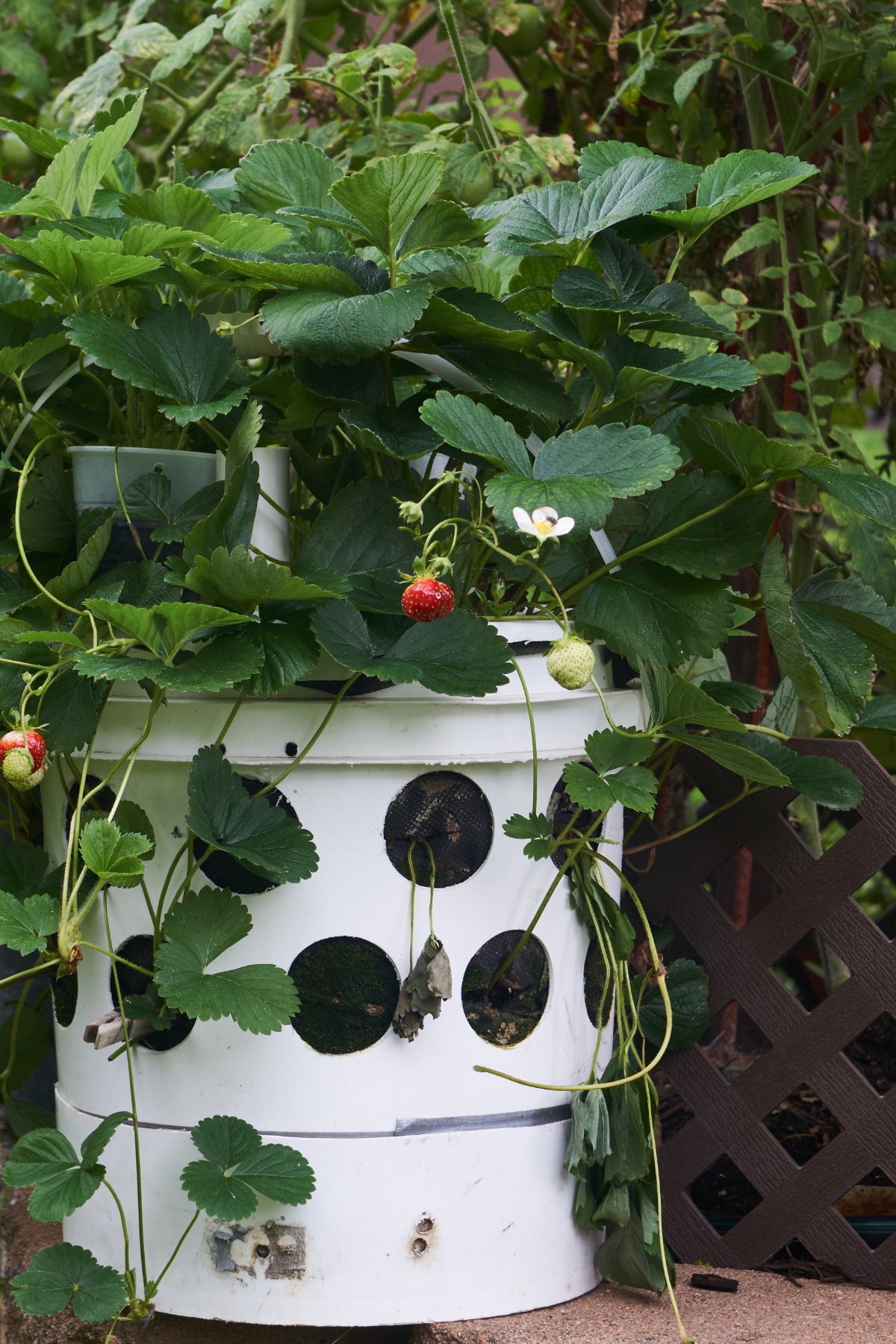 A five-gallon bucket tuned into a topsy-turvy style strawberry tower