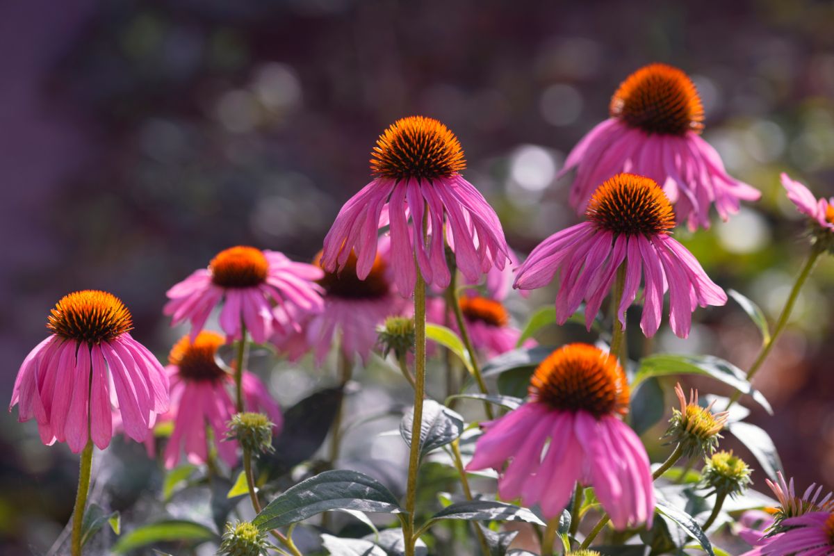 Light purple-pink coneflower blooms