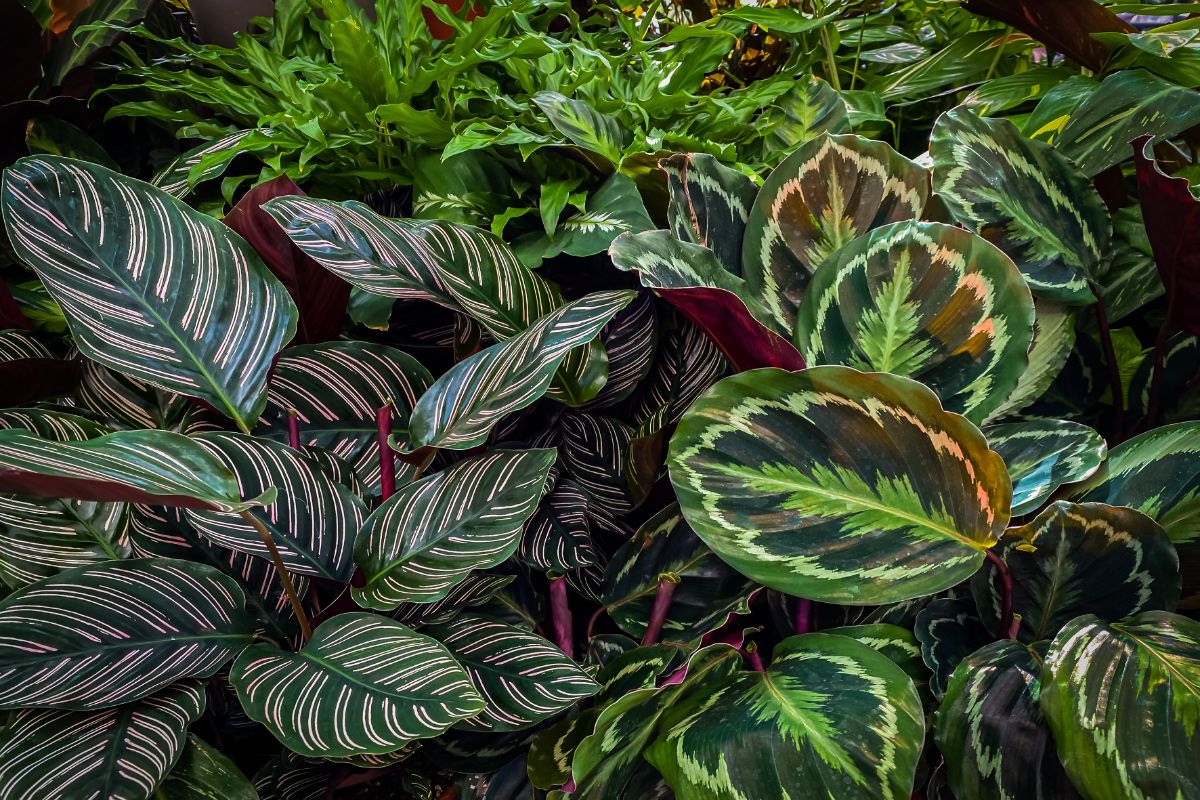 Foliage of calathea plants almost looks painted on