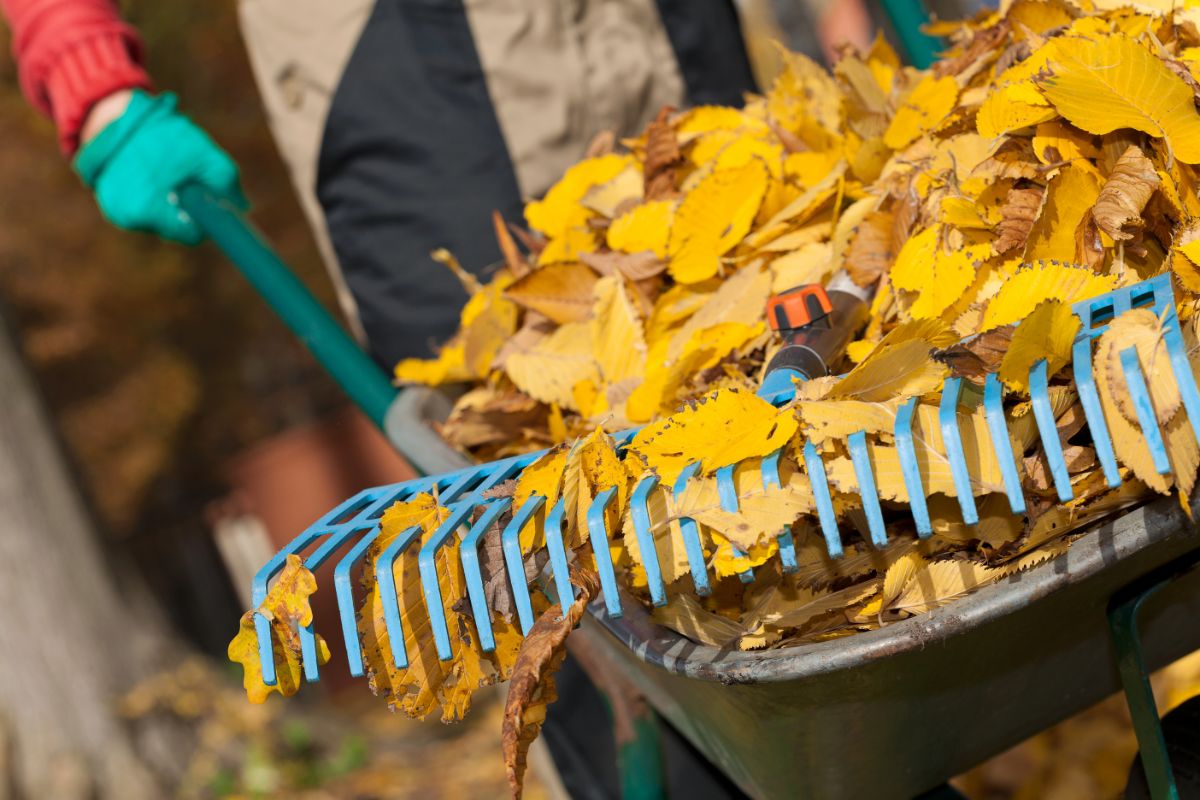A gardener cleaning up the fall garden