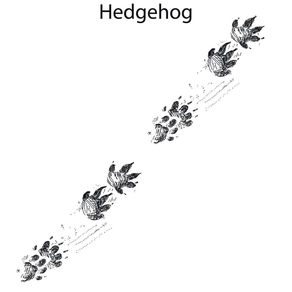Artist drawing of hedgehog prints for identification