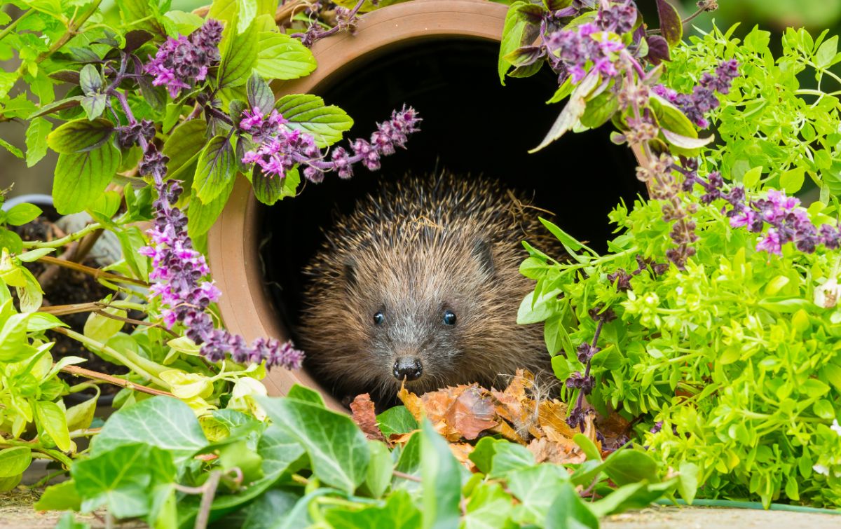 A hedgehog in a garden hiding in a pot on its side