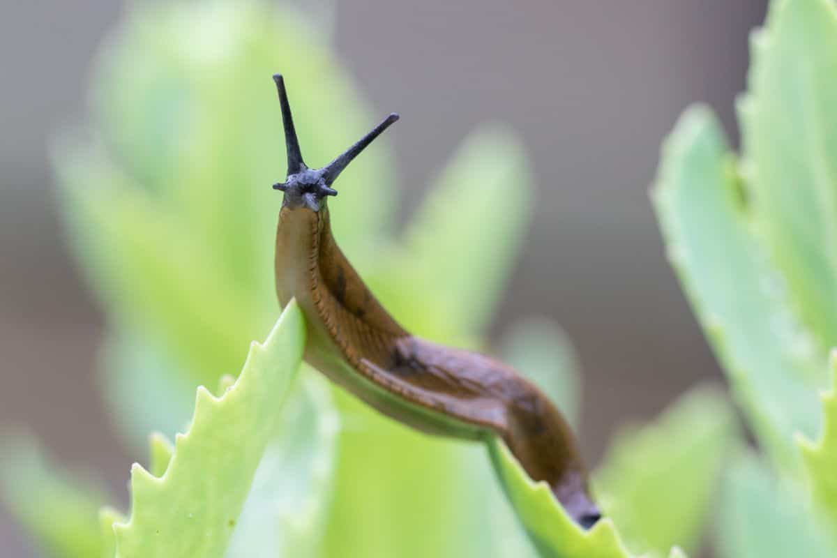A slug reaching up on a garden plant
