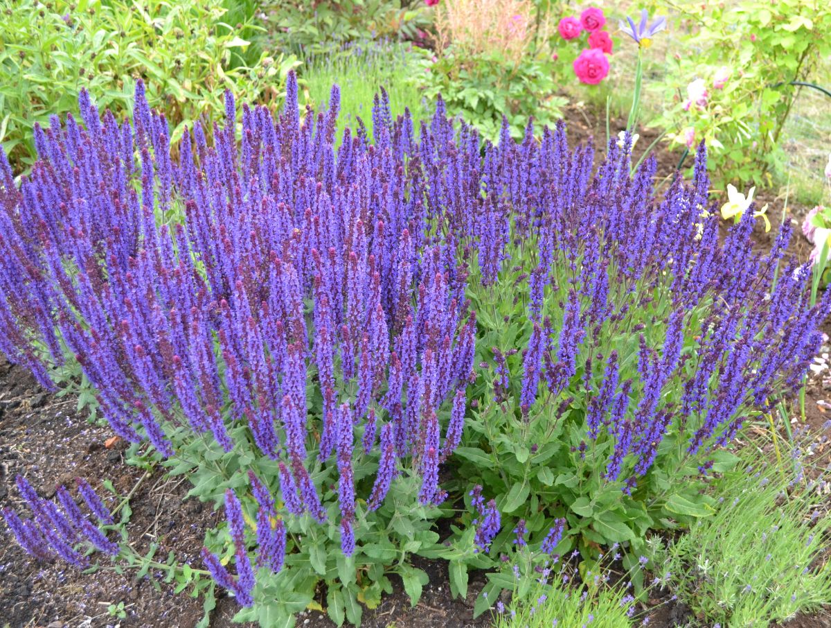 A carpet of purple-spiked salvia plants