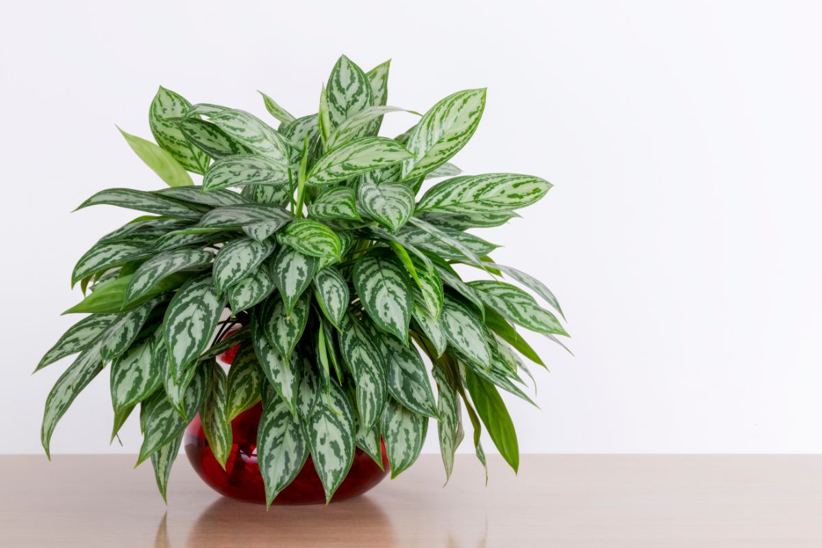 Variegated potted Chinese evergreen plant