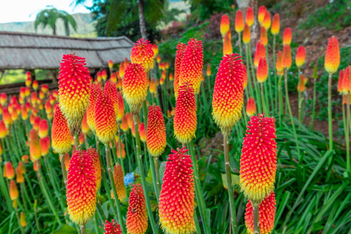 Cylindrical red hot poker flowers graduate from red to yellow