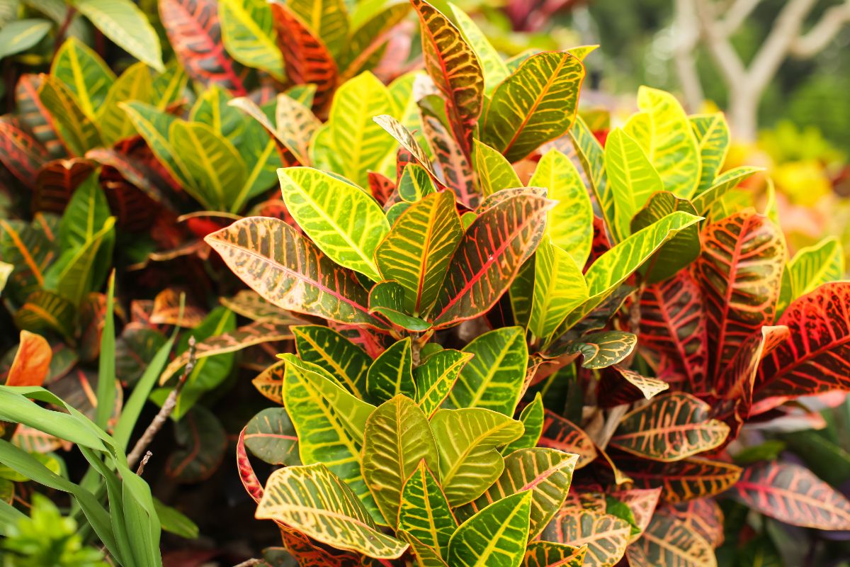 yellow, red, green, and orange croton foliage