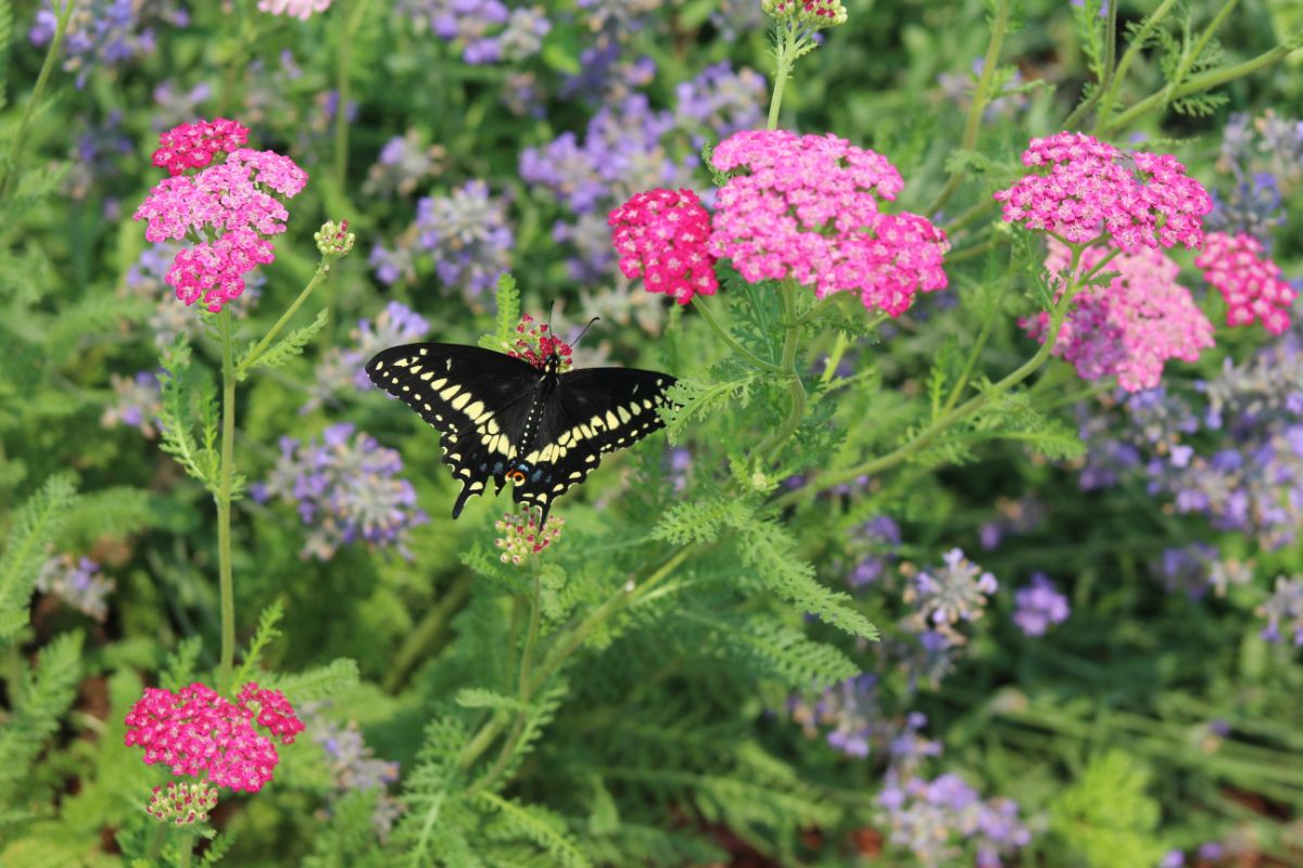 A butterfly on pink and purple yarrow flowers