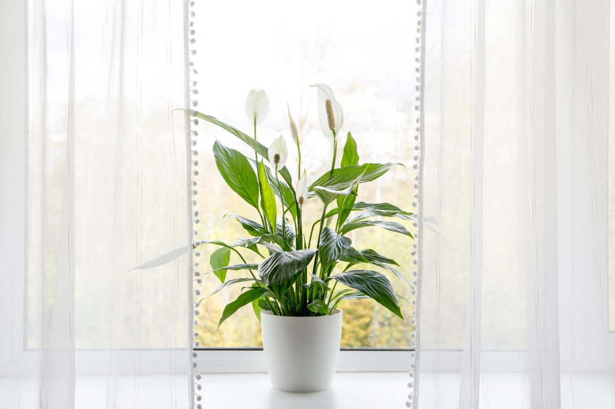 Peace lilies improve indoor air quality