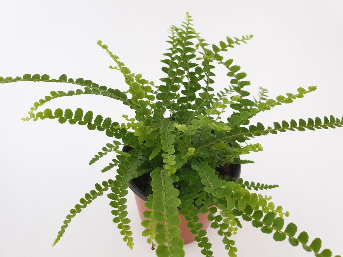 lemon button fern 