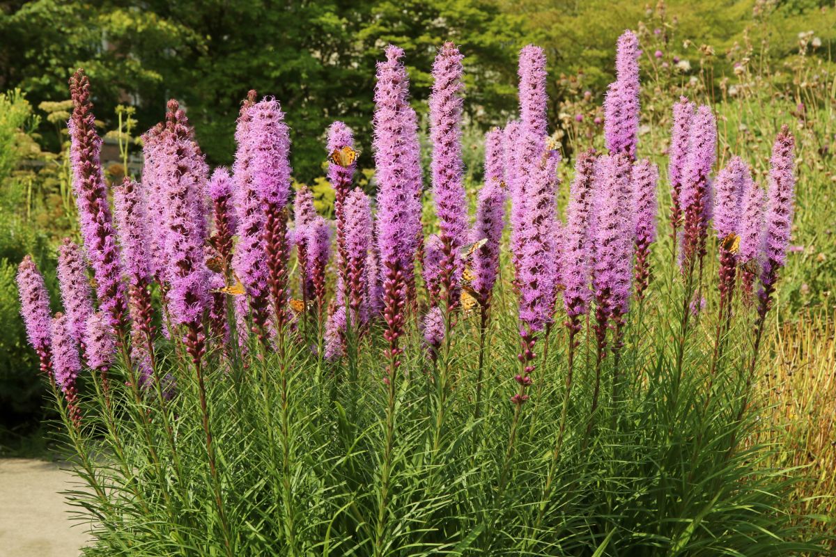 Tall spiky liatrus flowers