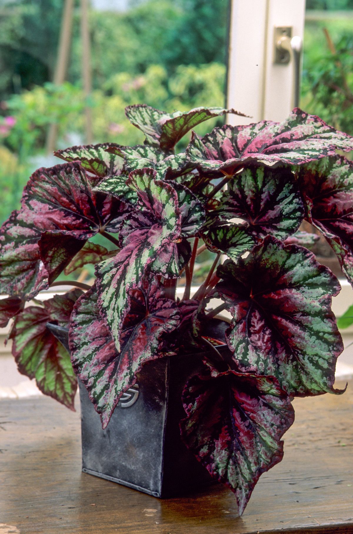 Large purple and green-leafed begonia plant