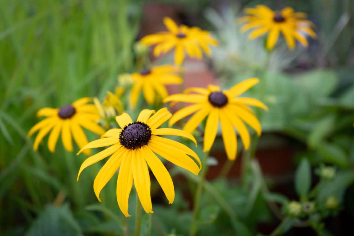 Black eyed Susan flowers