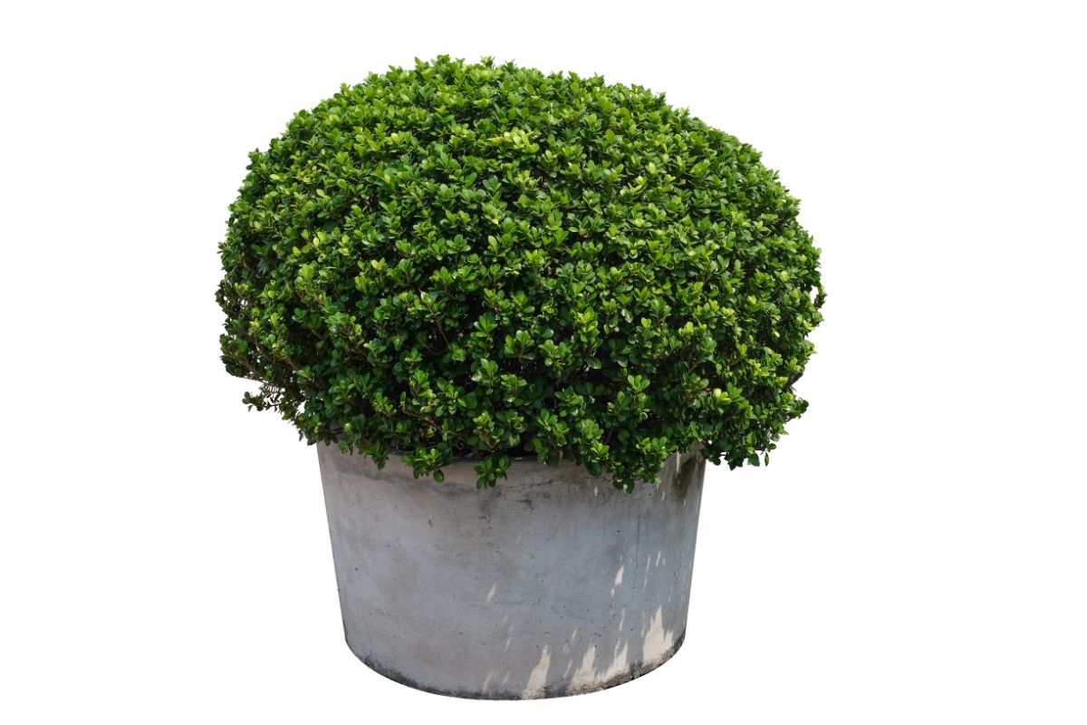 a rounded boxwood shrub growing in a pot