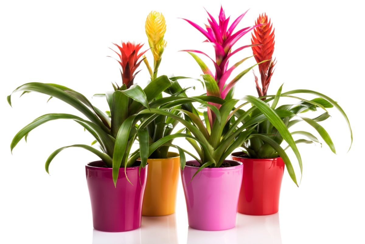 Bright bromeliads in a range of colors in colorful pots