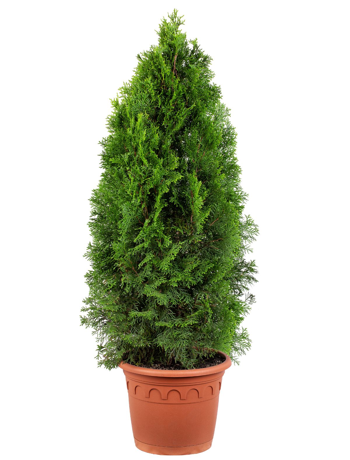 A cone-shaped cypress topiary in a pot