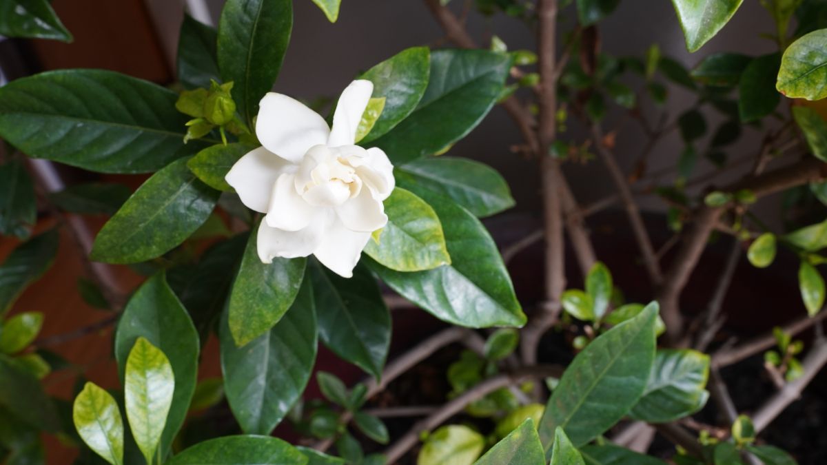 white flowering gardenia